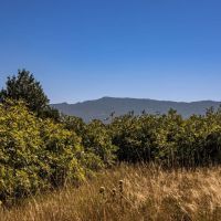 Ponderosa Lot 1