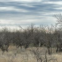 New Listing 21 Acres Tract 18 Shackelford County images 5
