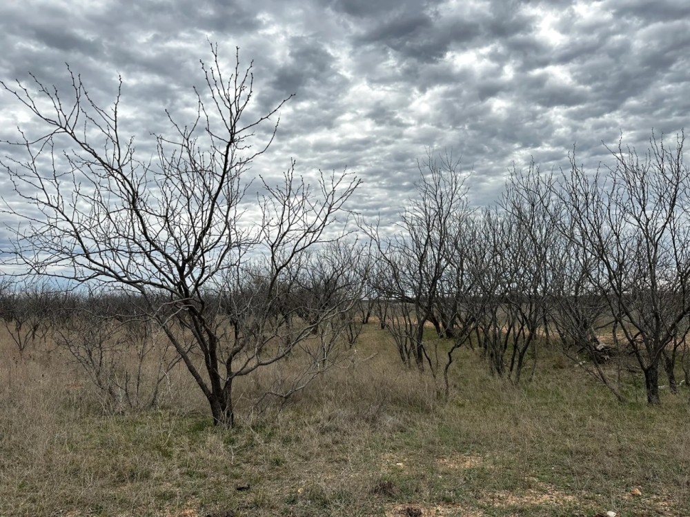 New Listing 10.5 Acres Tract 8 Callahan County featured image