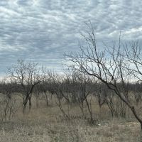 New Listing 10.5 Acres Tract 8 Callahan County images 5