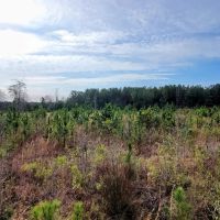 Alapaha River Camp images 5