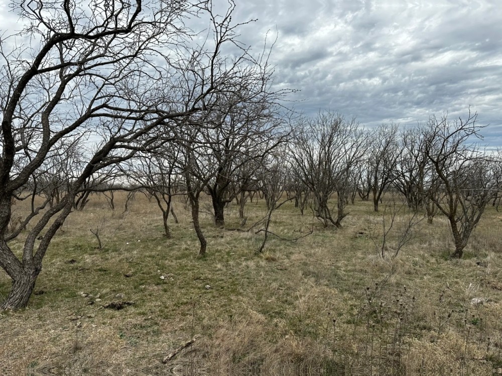 New Listing 13.1 Acres Tract 9 Callahan County featured image