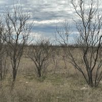 New Listing 13.1 Acres Tract 9 Callahan County images 2