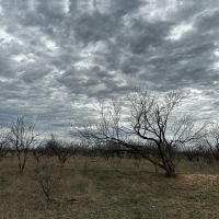 New Listing 13.1 Acres Tract 9 Callahan County images 3