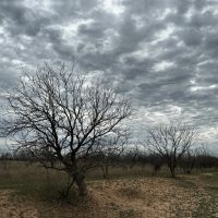 New Listing 13.1 Acres Tract 9 Callahan County images 5