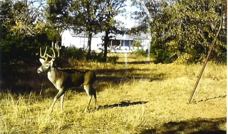 New Listing 79.112 Acres Cabin Callahan County featured image
