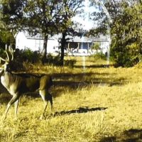 New Listing 79.112 Acres Cabin Callahan County