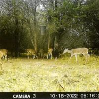 New Listing 79.112 Acres Cabin Callahan County images 2