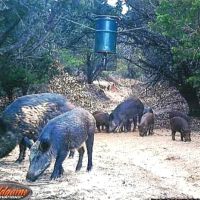 New Listing 79.112 Acres Cabin Callahan County images 4