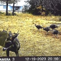New Listing 79.112 Acres Cabin Callahan County images 5