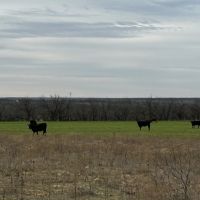 New Listing 31.036 Acres Tract 24 Callahan County images 2