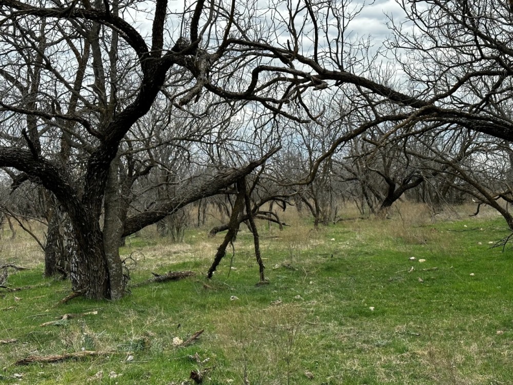 New Listing 15.731 Acres Tract 22 Callahan County featured image