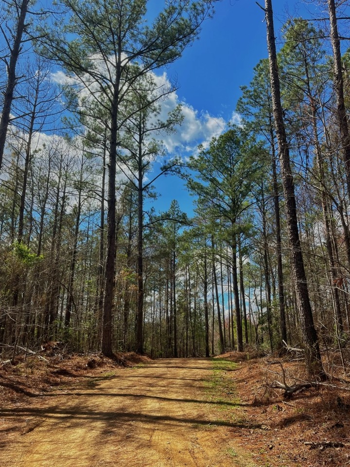 40.66 Acres in Hazlehurst in Copiah County MS featured image