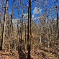 40.66 Acres in Hazlehurst in Copiah County MS images 3