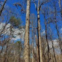 40.66 Acres in Hazlehurst in Copiah County MS images 4