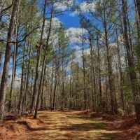40.66 Acres in Hazlehurst in Copiah County MS images 5