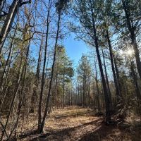 10 Acres Inside the City Limits of Kosciusko in Attala County MS images 1