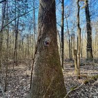 10 Acres Inside the City Limits of Kosciusko in Attala County MS images 2