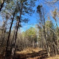 10 Acres Inside the City Limits of Kosciusko in Attala County MS images 3