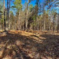 10 Acres Inside the City Limits of Kosciusko in Attala County MS images 5