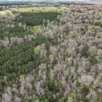 87 acres of Recreational Hunting Land with Hardwood Timber images 2