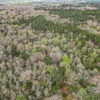 87 acres of Recreational Hunting Land with Hardwood Timber images 3