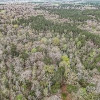 87 acres of Recreational Hunting Land with Hardwood Timber images 4