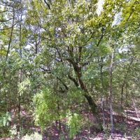 12.76 Acres - Unrestricted - Crawford County AR images 5