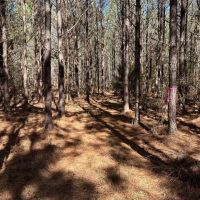 24-053-ivy-creek-road images 3