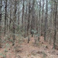 24-053-ivy-creek-road images 4