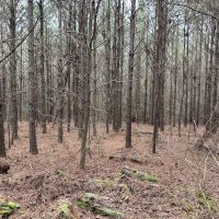 24-053-ivy-creek-road images 5