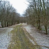 Grimm Rd. Fayette County - 118 acres images 5