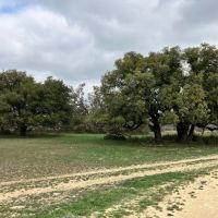 Cross Oaks South 1335 - Acres McCulloch Co images 4