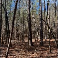 40 Acres in Oktibbeha County in Starkville MS images 4