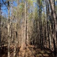 40 Acres in Oktibbeha County in Starkville MS images 5