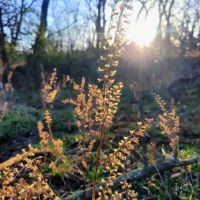 40 Acres Polk County images 3