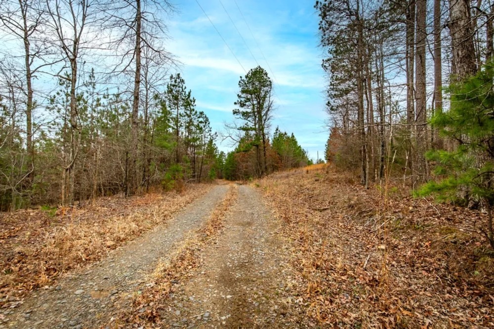 Nature s Paradise 505 acres Year-Round Creek Planted Pine Wildlife Haven featured image