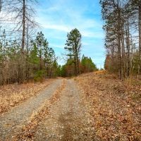 Nature s Paradise 505 acres Year-Round Creek Planted Pine Wildlife Haven