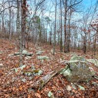 Nature s Paradise 505 acres Year-Round Creek Planted Pine Wildlife Haven images 2