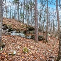 Nature s Paradise 505 acres Year-Round Creek Planted Pine Wildlife Haven images 3