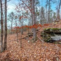 Nature s Paradise 505 acres Year-Round Creek Planted Pine Wildlife Haven images 4