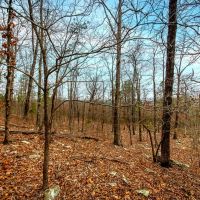 Nature s Paradise 505 acres Year-Round Creek Planted Pine Wildlife Haven images 5