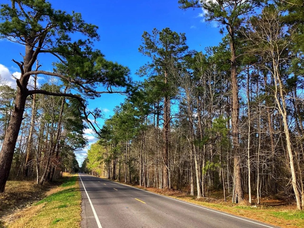 Green Moore Road Tract Calcasieu Parish 36 Acres featured image