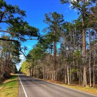Green Moore Road Tract Calcasieu Parish 36 Acres