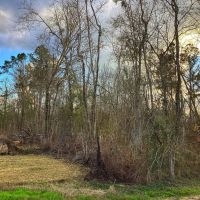 Green Moore Road Tract Calcasieu Parish 36 Acres images 3