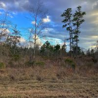 Green Moore Road Tract Calcasieu Parish 36 Acres images 5