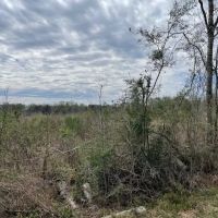 35 Ac Thomas Grove Rd images 2