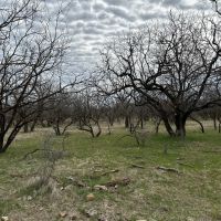 New Listing 21 Acres Tract 23 Callahan County images 2
