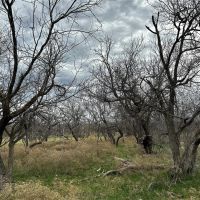 New Listing 21 Acres Tract 23 Callahan County images 4