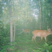 Hunting Land for sale in Iron County Wisconsin images 2